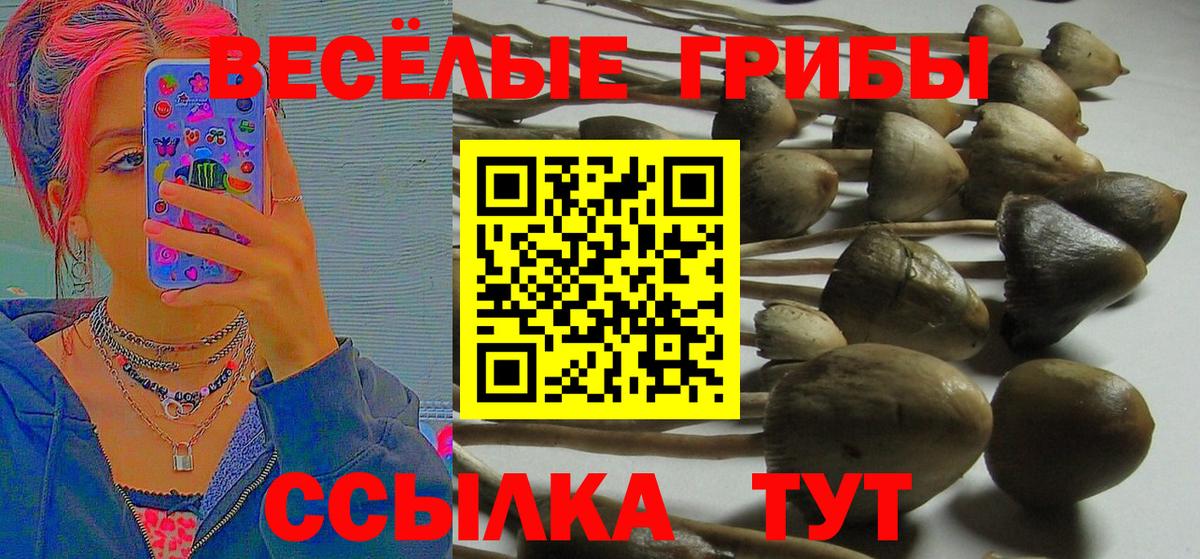 Псилоцибиновые грибы Psilocybine cubensis Красный Сулин